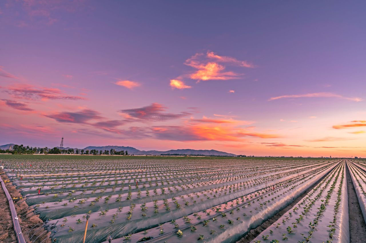 A local farm's field with rows of newly planted crops against a sunset.