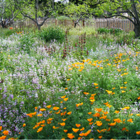 Blooming flowers used as an example of what will be available once the Campus Park improvement project is completed.