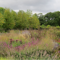A meadow with wild flowers used as an example of what will be available once the Campus Park improvement project is completed.