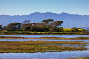 The Ormond Beach Wetlands