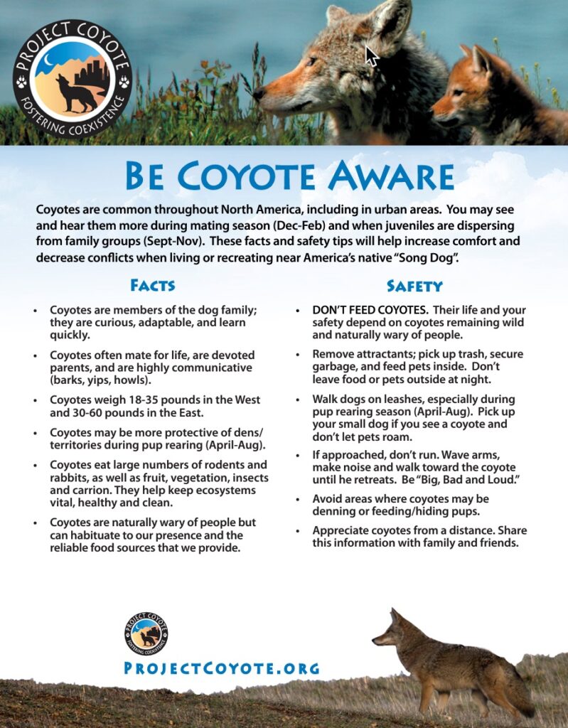 Be Coyote Aware Flyer in English